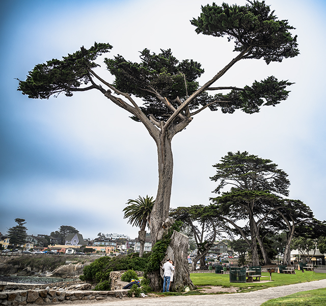 mit dem Mietauto auf Rundreise: Western USA Hochzeitsreise - romantisch am Lover's Point in Monterey Bay in Kalifornien mit einzigartig schönen Hochzeitsfotos in einer deutschsprachigen Zeremonie verheiratet werden